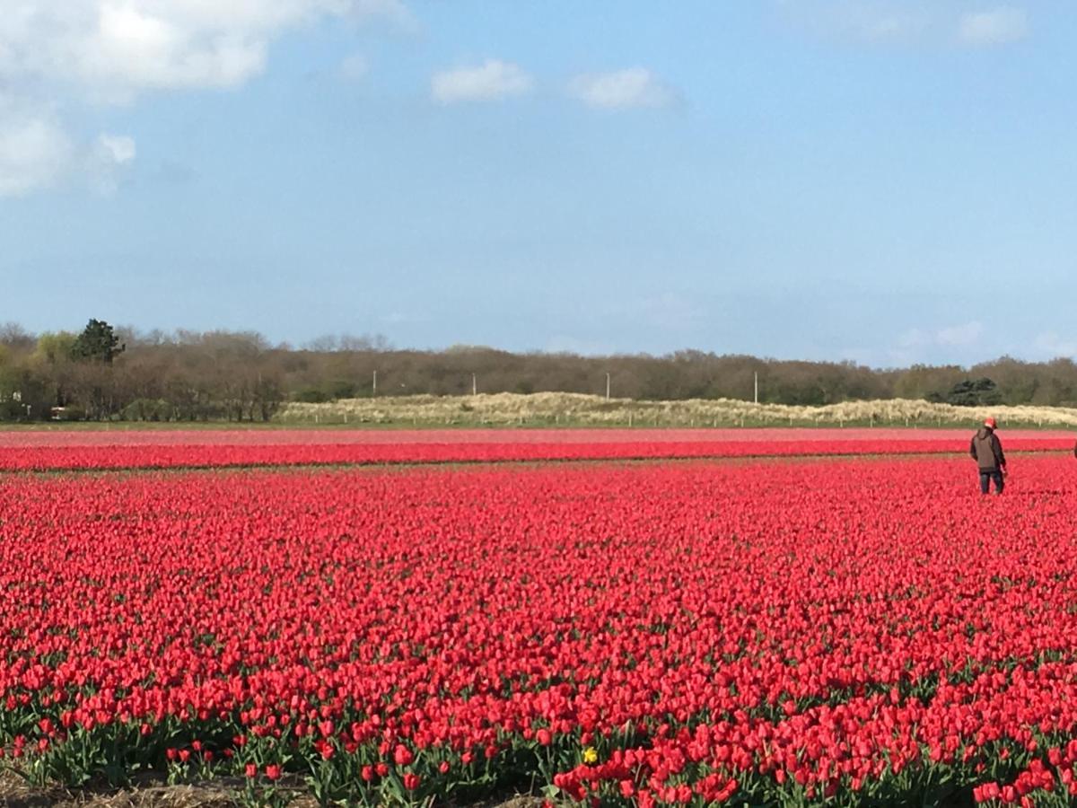 De Duinlopers - Studio Appt Bries - Strand, Duinen En Nabij Cultuur Steden Castricum Eksteriør bilde