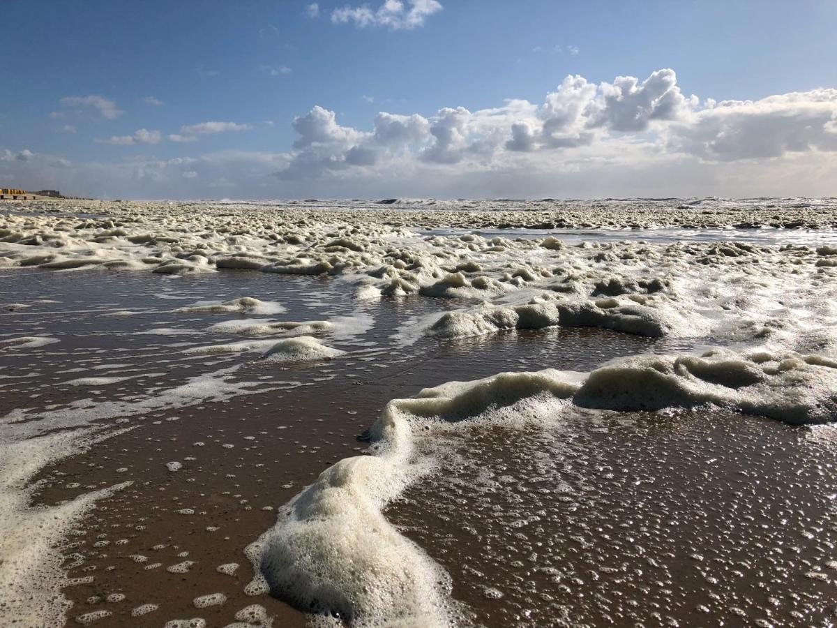 De Duinlopers - Studio Appt Bries - Strand, Duinen En Nabij Cultuur Steden Castricum Eksteriør bilde